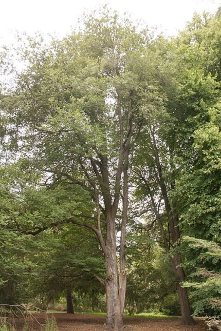 Nothofagus fusca boom met groene bladeren in Christchurch Botanische Tuinen.
