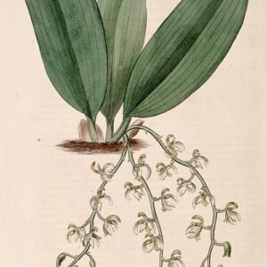 Notylia punctata orchidee met kleine gele bloemen en donkergroene bladeren.