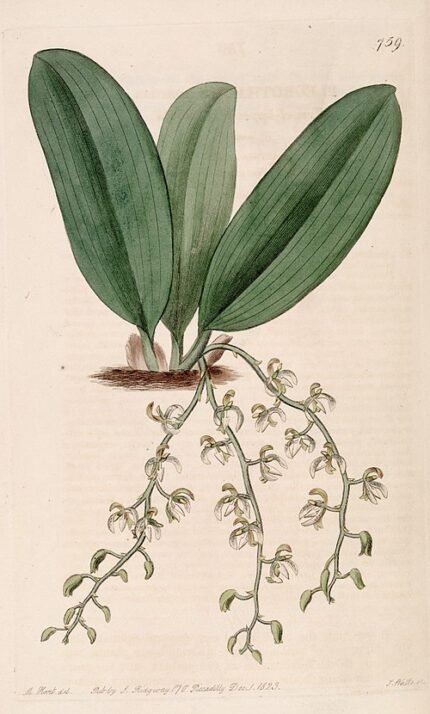 Notylia punctata orchidee met kleine gele bloemen en donkergroene bladeren.