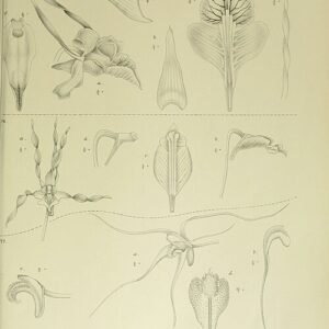 Illustratie van Dendrobium trilamellatum orchidee op botanische plaat uit 1909.