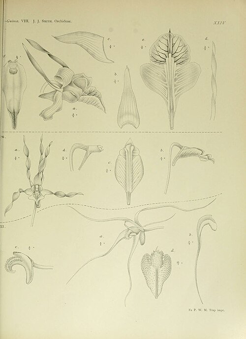 Illustratie van Dendrobium trilamellatum orchidee op botanische plaat uit 1909.