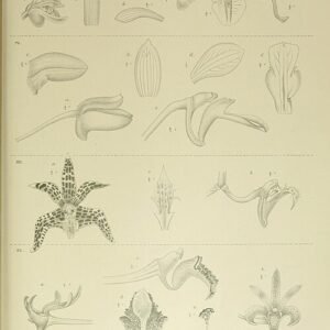 Dendrobium insigne orchidee bloem illustratie, Nova Guinea 1909.