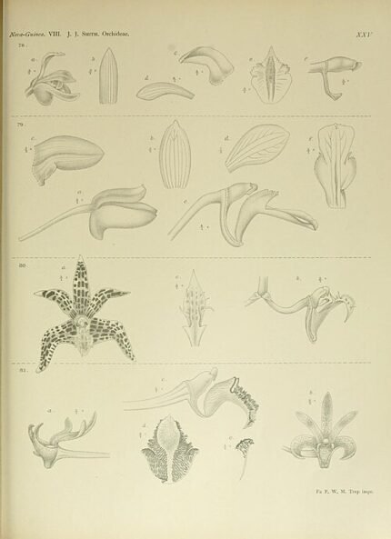 Dendrobium insigne orchidee bloem illustratie, Nova Guinea 1909.