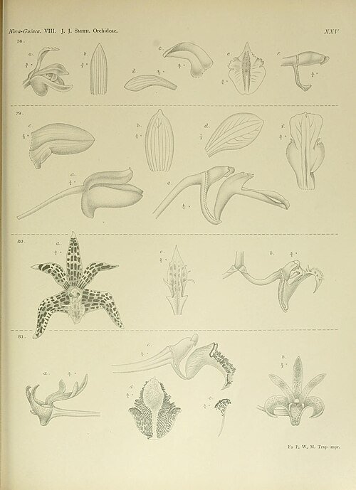 Dendrobium insigne orchidee bloem illustratie, Nova Guinea 1909.