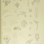 Magenta orchidee met witte en gele markeringen op bloembladeren, tegen botanische illustratieachtergrond.
