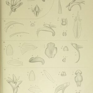 Magenta orchidee met witte en gele markeringen op bloembladeren, tegen botanische illustratieachtergrond.