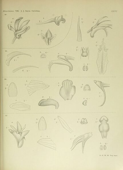 Magenta orchidee met witte en gele markeringen op bloembladeren, tegen botanische illustratieachtergrond.