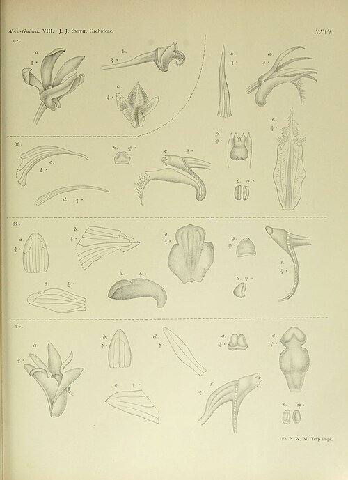 Magenta orchidee met witte en gele markeringen op bloembladeren, tegen botanische illustratieachtergrond.