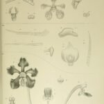 Illustratie van Vanda hindsii orchidee met bloemen en bladeren op botanische achtergrond.