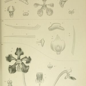 Illustratie van Vanda hindsii orchidee met bloemen en bladeren op botanische achtergrond.