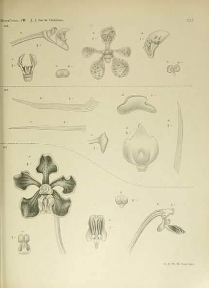 Illustratie van Vanda hindsii orchidee met bloemen en bladeren op botanische achtergrond.