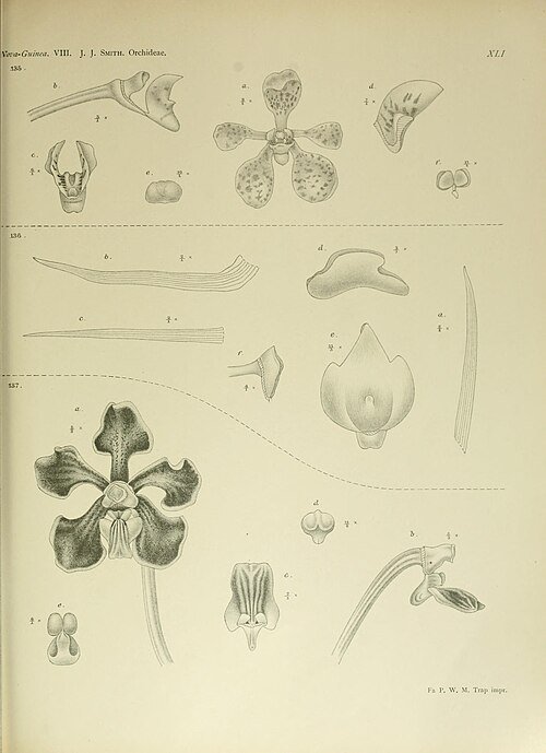 Illustratie van Vanda hindsii orchidee met bloemen en bladeren op botanische achtergrond.