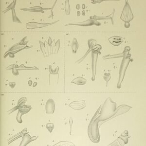 Robiquetia gracilistipes orchideeënplant met witte bloemen op groene bladstelen.