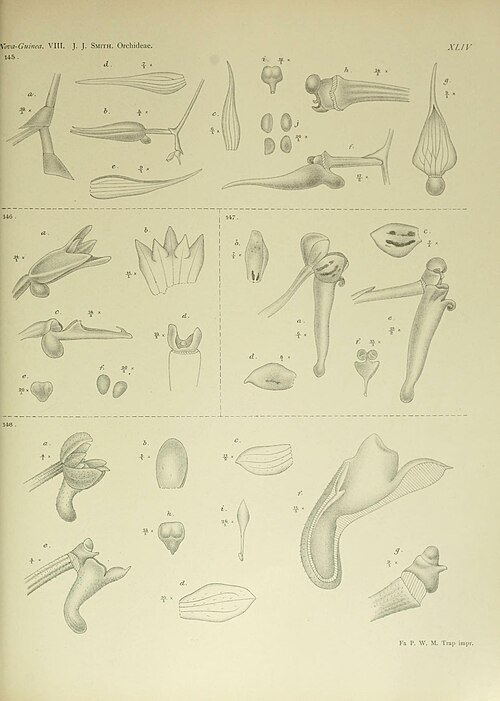 Robiquetia gracilistipes orchideeënplant met witte bloemen op groene bladstelen.