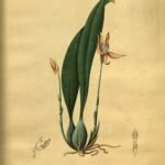 Chaubardia plant met groene bladeren en bloemknoppen, gedijt in kleigrond.