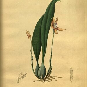 Chaubardia plant met groene bladeren en bloemknoppen, gedijt in kleigrond.