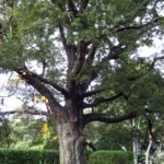 Nothofagus solandri boom met groene bladeren op kleigrond in de schaduw.