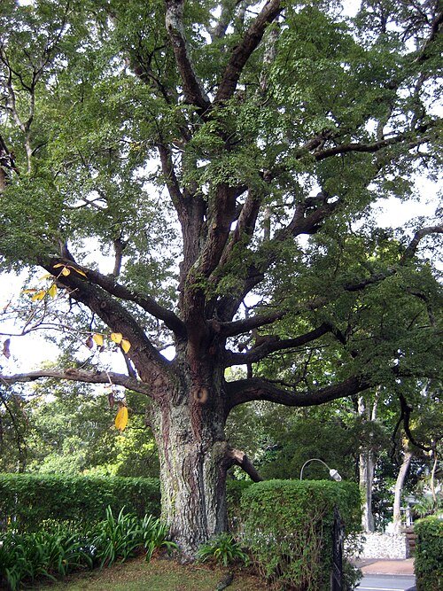 Nothofagus solandri boom met groene bladeren op kleigrond in de schaduw.