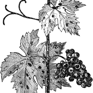 Elsinoë ampelina plant met kleine gele vruchten en groene bladeren in een tuinsetting.