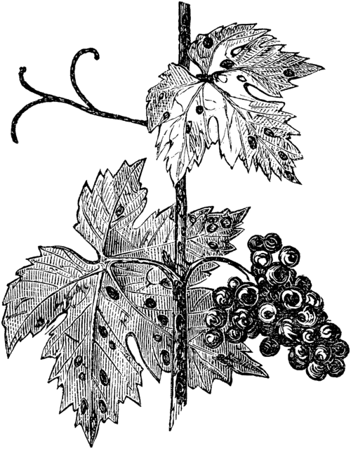 Elsinoë ampelina plant met kleine gele vruchten en groene bladeren in een tuinsetting.