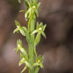 Platanthera elongata orchidee met witte bloem en groene bladeren.