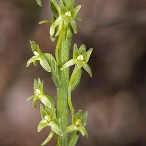 Platanthera elongata orchidee met witte bloem en groene bladeren.
