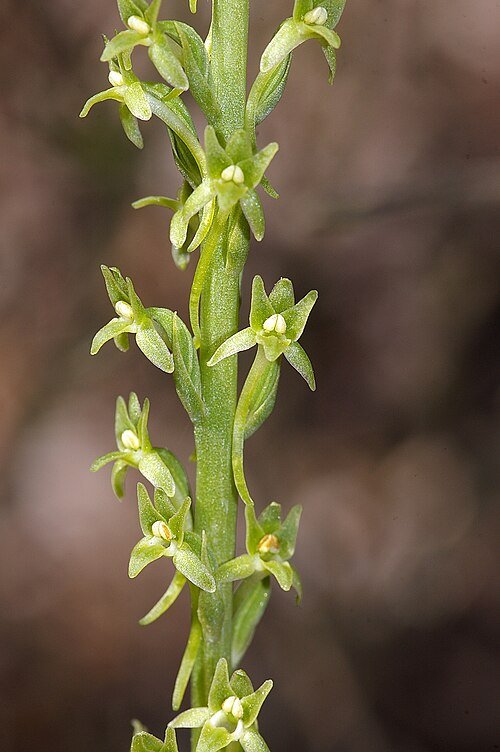 Platanthera elongata orchidee met witte bloem en groene bladeren.
