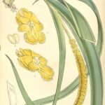 Close-up van witte Oberonia orchidee met paarse strepen en groene bladeren.