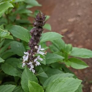 Ocimum kilimandscharicum plant with green leaves and small white flowers.