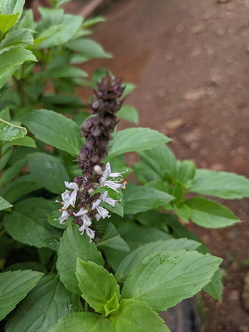 Ocimum kilimandscharicum plant with green leaves and small white flowers.