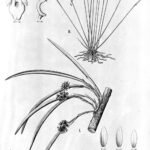 Bloeiende Octomeria brevifolia orchidee op tak met groene bladeren.