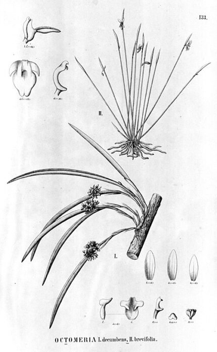 Bloeiende Octomeria brevifolia orchidee op tak met groene bladeren.