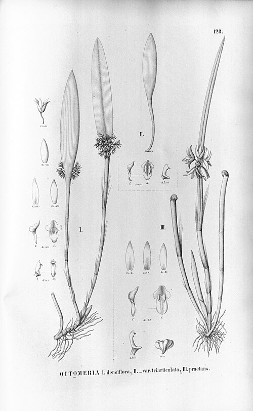 Bloeiende Octomeria crassifolia orchidee met dichte bloemtrossen en groene achtergrond.