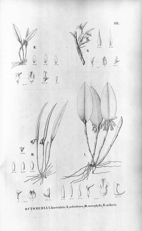 Orchideeën met witte en gele bloemen op tak - Octomeria fasciculata.