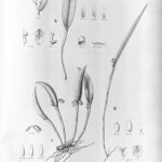Delicate paarse Octomeria rodeiensis orchideebloem met groene bladeren.