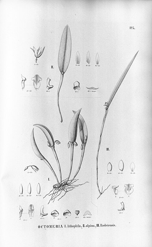 Delicate paarse Octomeria rodeiensis orchideebloem met groene bladeren.
