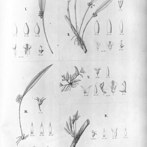 Octomeria pinicola orchidee met rode bloemen en bladeren tegen groen blad.