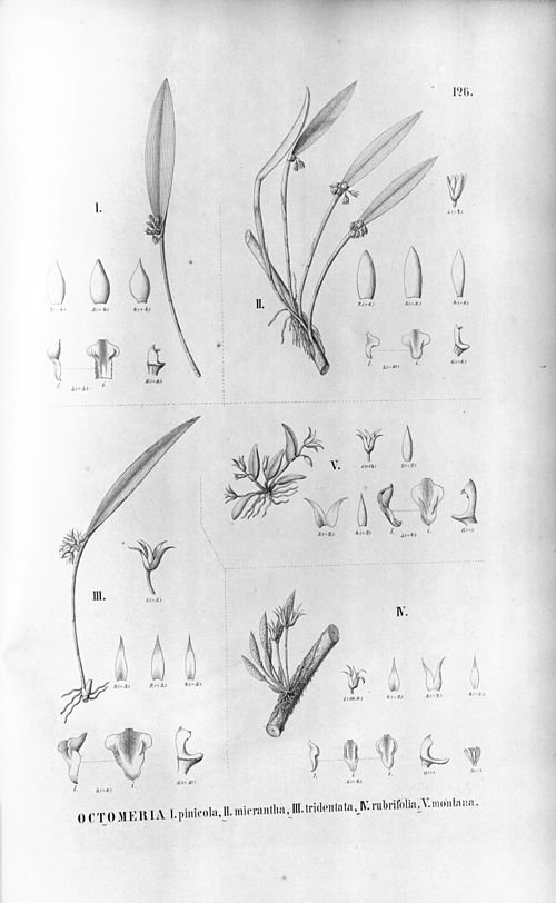 Octomeria pinicola orchidee met rode bloemen en bladeren tegen groen blad.