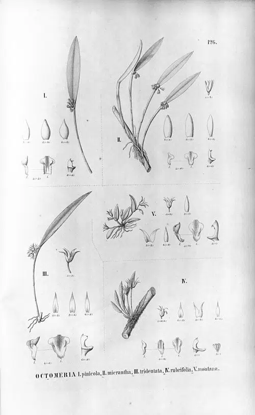 Octomeria pinicola orchidee met rode bloemen en bladeren tegen groen blad.