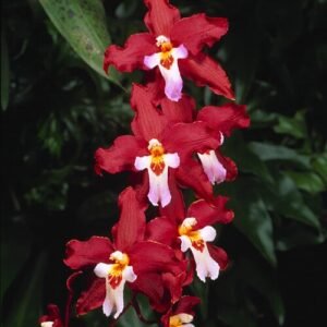 Paarse Odontioda orchidee bloem met witte strepen en groene bladeren.