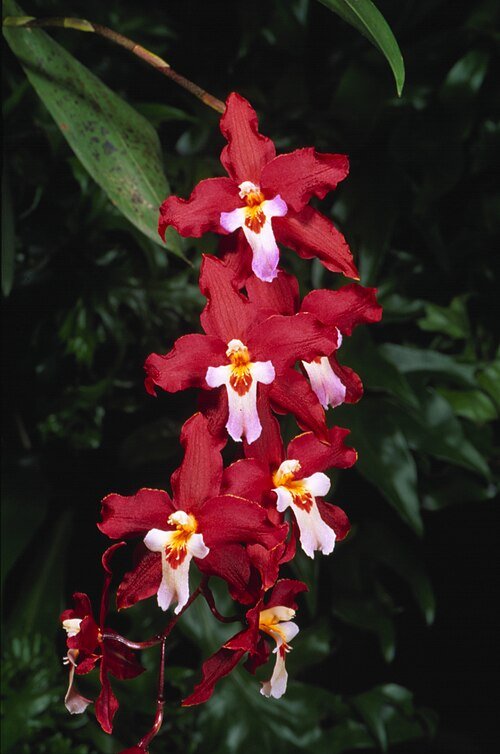 Paarse Odontioda orchidee bloem met witte strepen en groene bladeren.