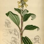 Bloeiende Odontochilus lanceolatus orchidee met paarse en gele bloemblaadjes.