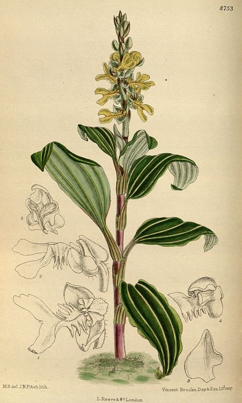 Bloeiende Odontochilus lanceolatus orchidee met paarse en gele bloemblaadjes.