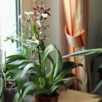Odontonia Samurai orchidee met paarse en witte bloemen op groene bladachtergrond.