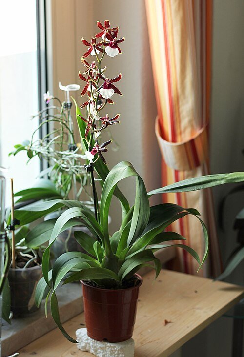 Odontonia Samurai orchidee met paarse en witte bloemen op groene bladachtergrond.