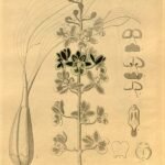 Oeceoclades saundersiana orchidee bloem met crèmekleurige tinten en groene bladeren.