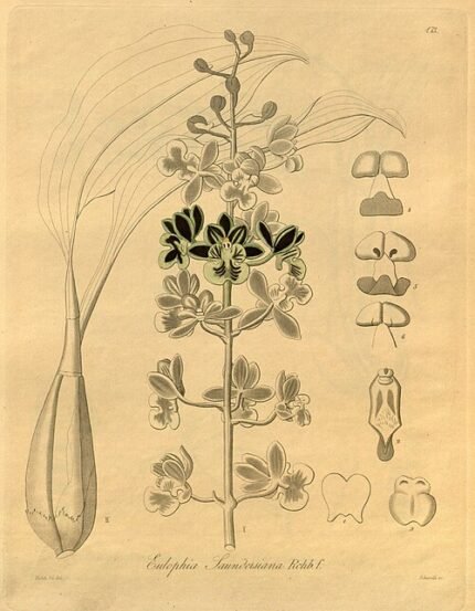 Oeceoclades saundersiana orchidee bloem met crèmekleurige tinten en groene bladeren.