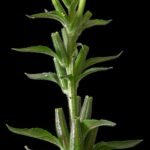 Grote teunisbloem met heldergele bloemblaadjes en groene bladeren.