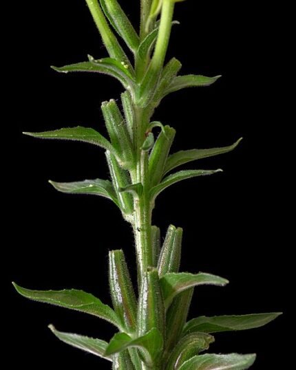 Grote teunisbloem met heldergele bloemblaadjes en groene bladeren.