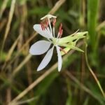 Oenothera lindheimeri bloemen in volle bloei met groene bladeren.